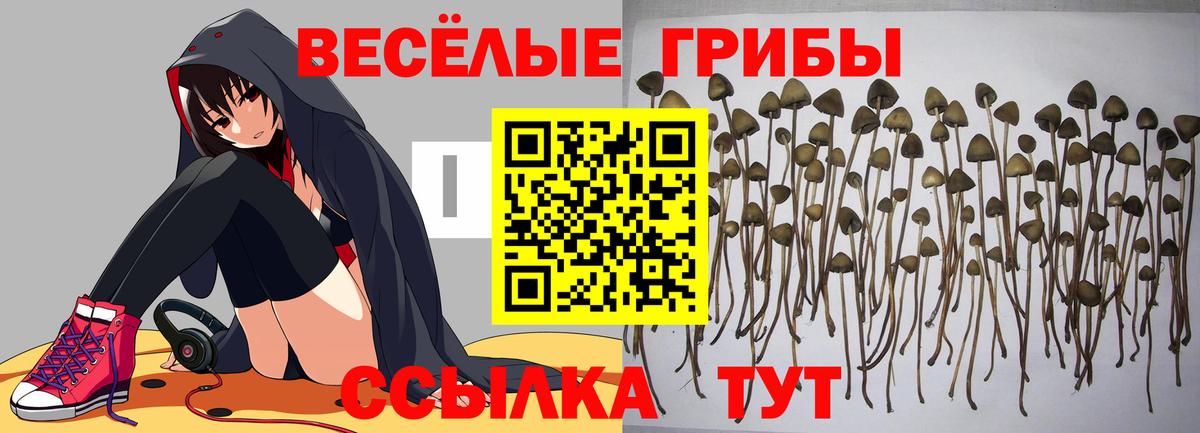 Галлюциногенные грибы GOLDEN TEACHER  Вход с VPN  Вольск 